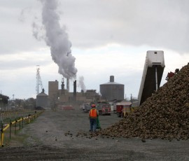 urmia-sugar-factory