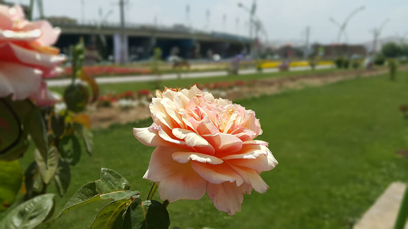 گلها1